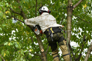 Tree cutting St Helens, Haydock, Prescot, Rainhill